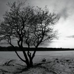The Joshua Tree?